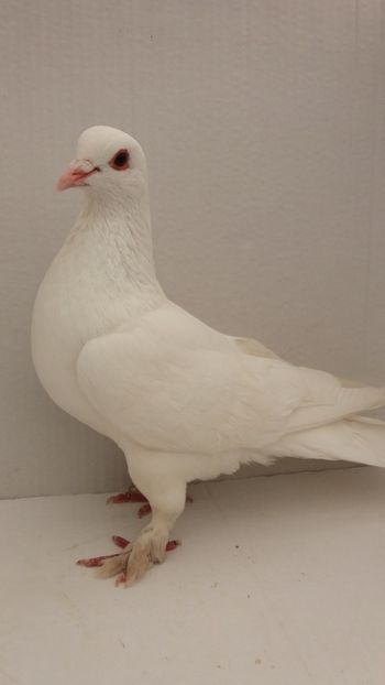 M 2018 - Por ornament