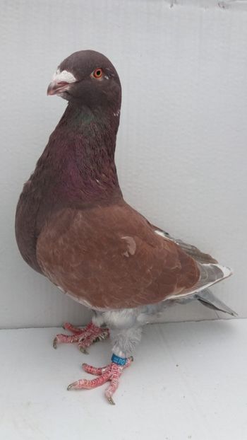 F 2018 - Por americani