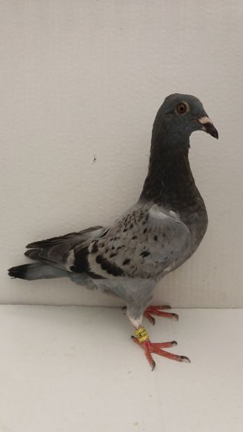 vandut - De vanzare voiajori pui 2019