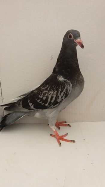 vandut - De vanzare voiajori pui 2019