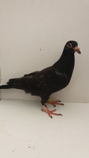 vandut - De vanzare voiajori pui 2019