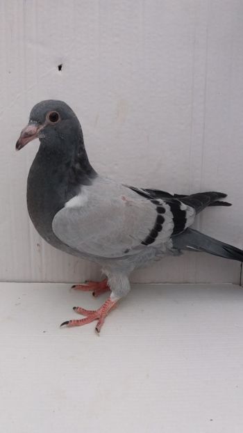 vandut - De vanzare voiajori pui 2019