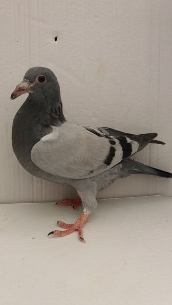 vandut - De vanzare voiajori pui 2019