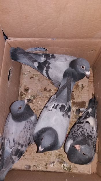 17 - De vanzare voiajori pui 2019