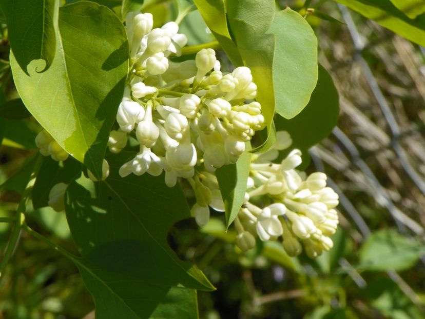 syringa Primrose - z-Dobarland 2019