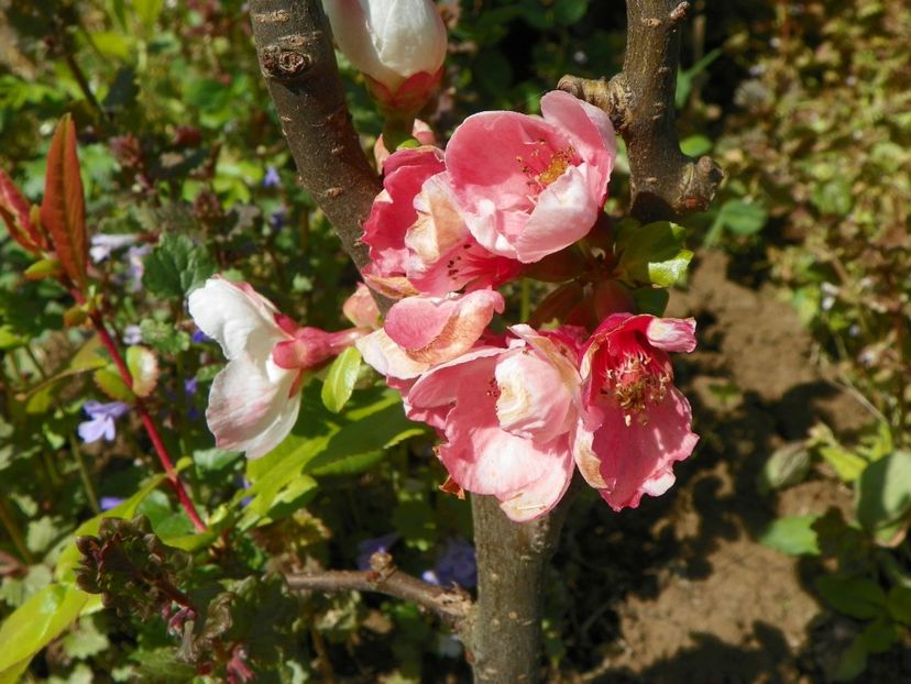 chaeonmeles Toyo Nishiki - z-Dobarland 2019