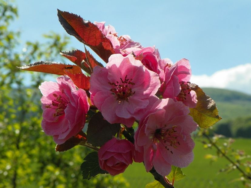 malus Brandywine - z-Dobarland 2019