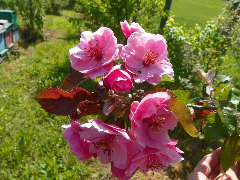 malus Brandywine - z-Dobarland 2019