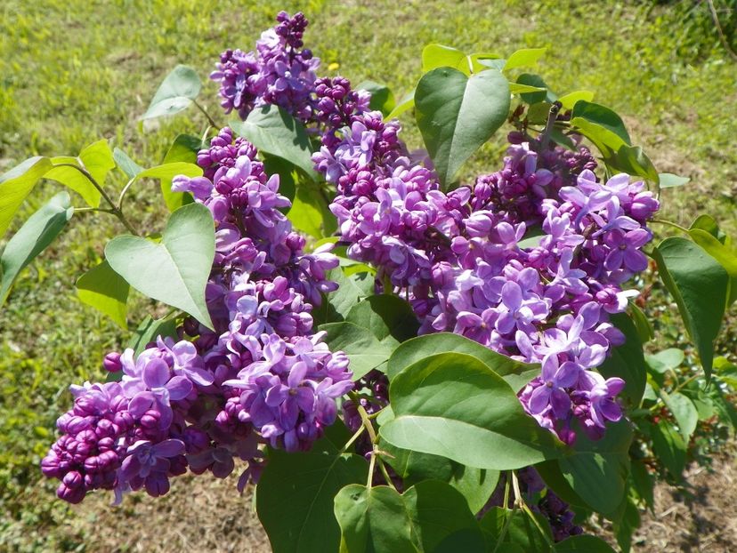 syringa Marechal Lannes - z-Dobarland 2019
