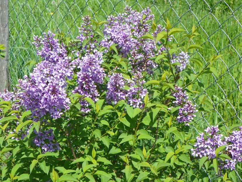 syringa chinensis - Dobarland 2019 2