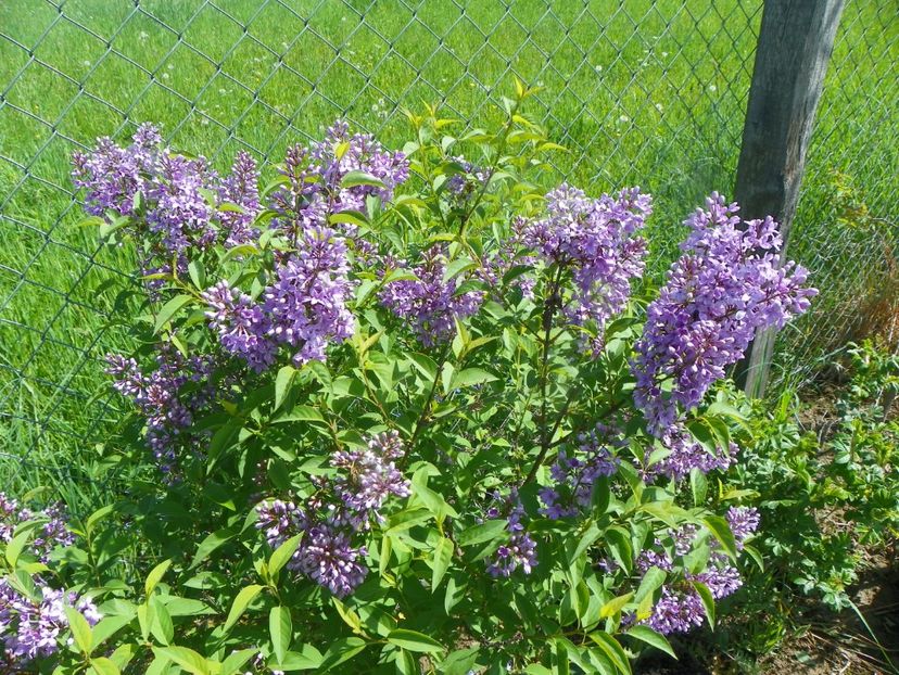 syringa chinensis - Dobarland 2019 2