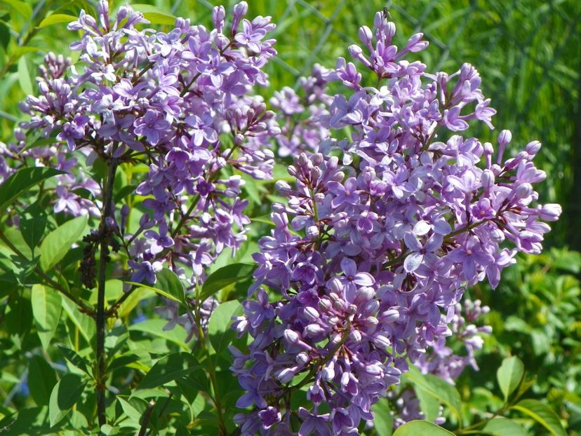 syringa chinensis - Dobarland 2019 2