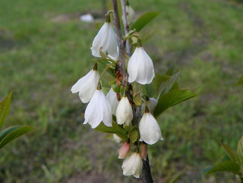 halesia carolina - Dobarland 2019 2