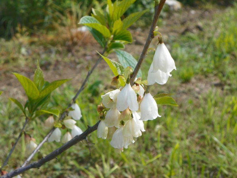 halesia carolina - Dobarland 2019 2