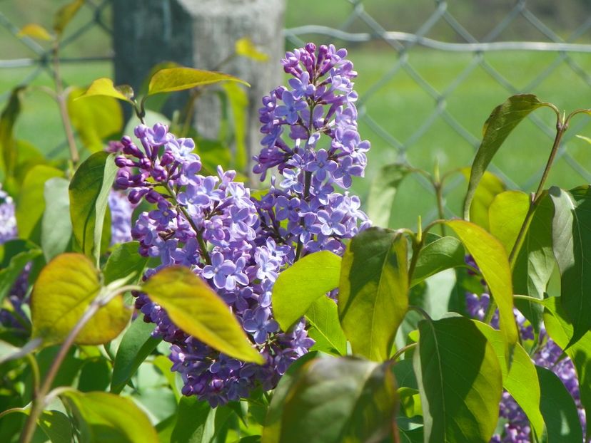 syringa Royalty - Dobarland 2019 2