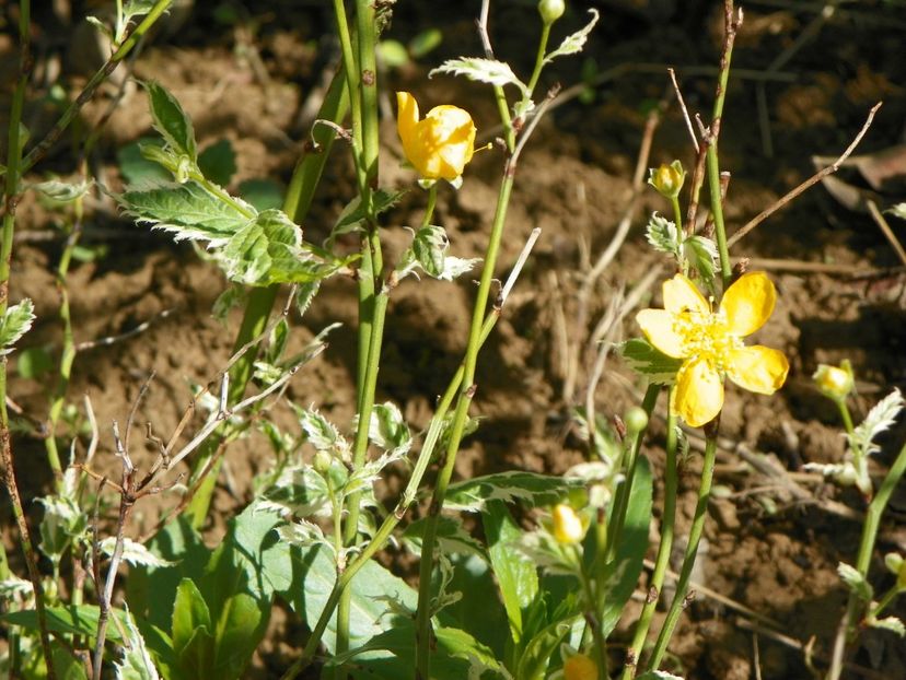 kerria japonica Picta - Dobarland 2019 2