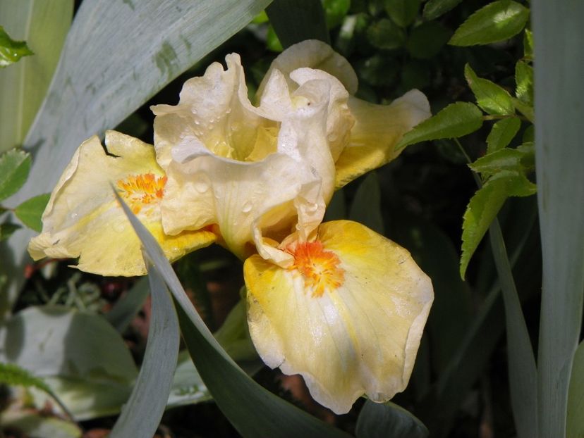 Spring in Prague - Irisi si bujori 2019