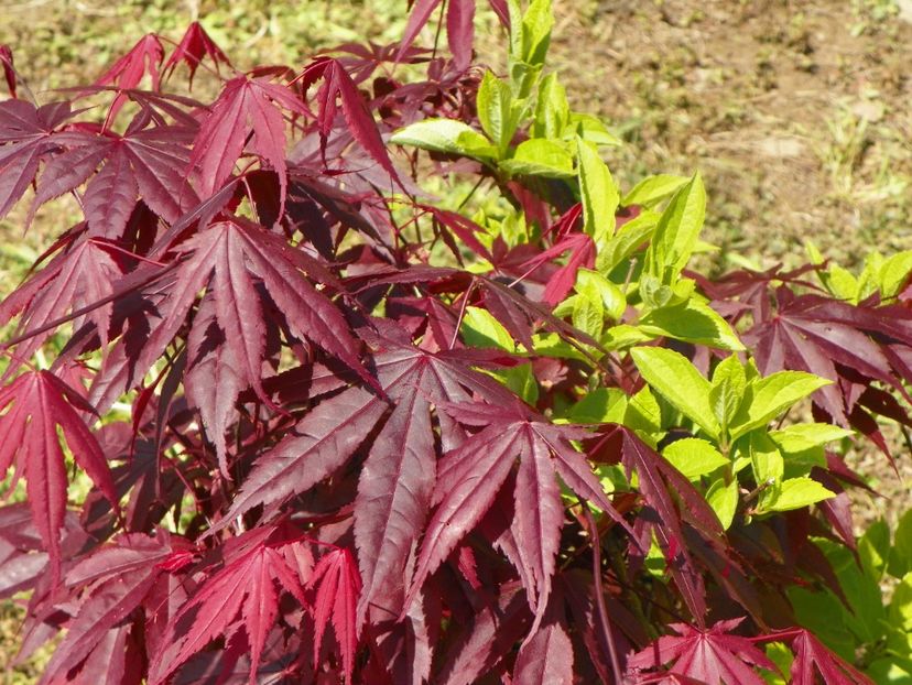 acer palm. Trompenburg - Dobarland 2019 2