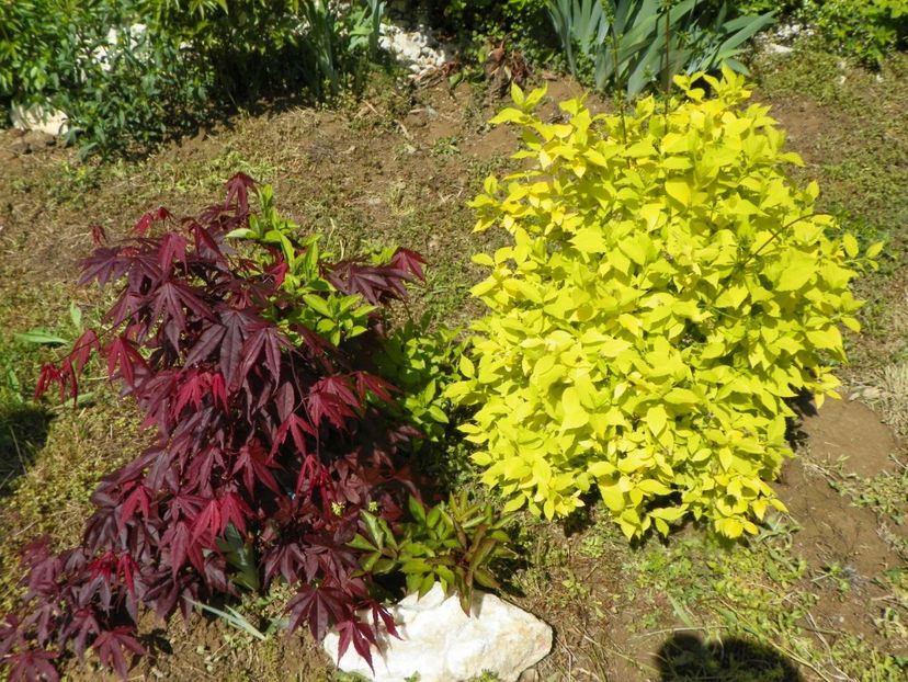 acer palm. Trompenburg si philadelhus aureus - Dobarland 2019 2