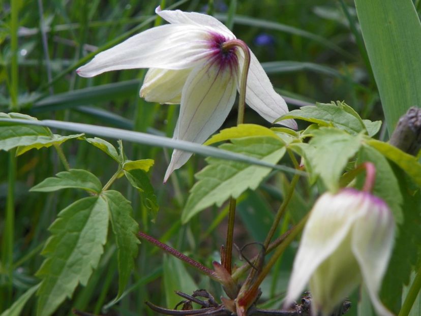 clematis Albina Plena - Dobarland 2019 2