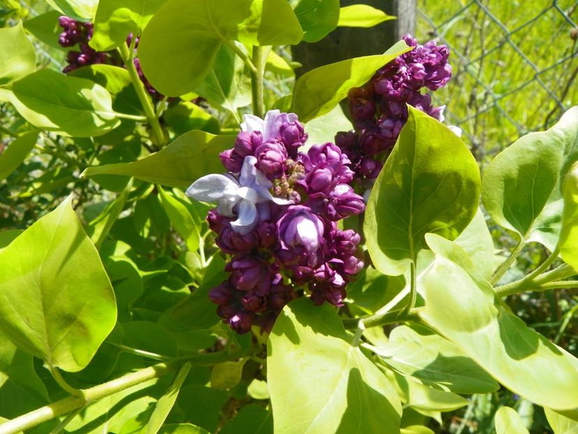 syringa Taras Bulba - Dobarland 2019 2