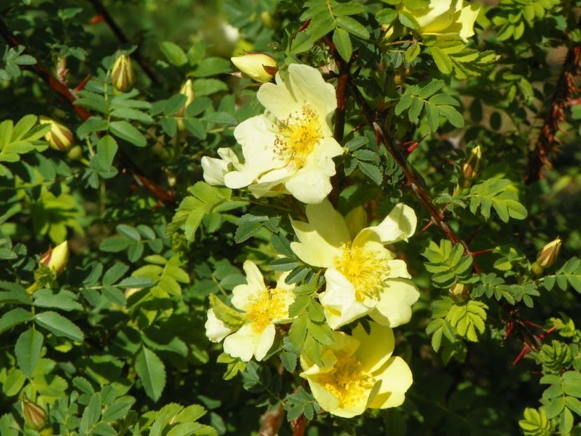 minunatul meu maces galben - Trandafiri 2019 1