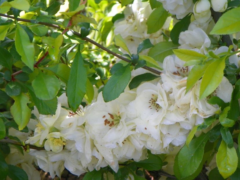 chaenomeles Yukigoten - Dobarland 2019 2