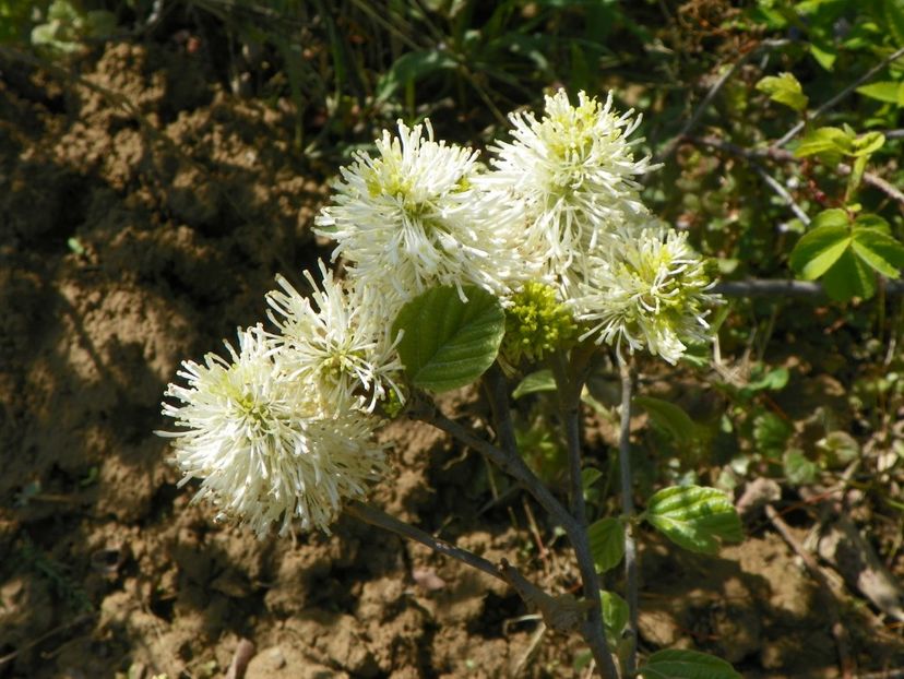 fothergilla Blue Shadow - Dobarland 2019 2