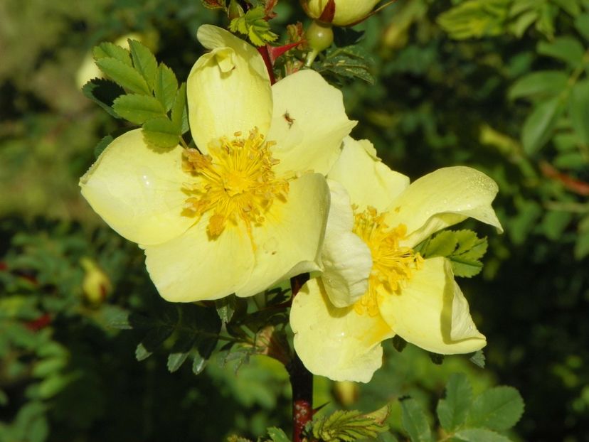 rosa hugonis - Trandafiri 2019 1