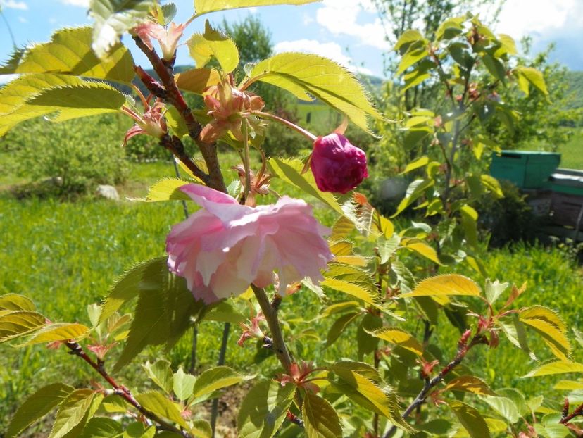 prunus Pink Perfection la prima floricica - Dobarland 2019 2