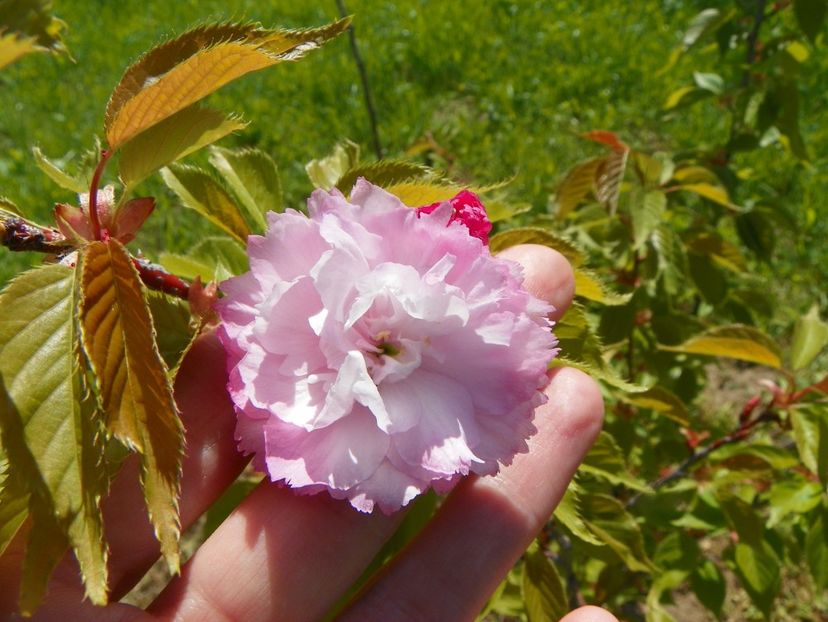 prunus Pink Perfection - Dobarland 2019 2