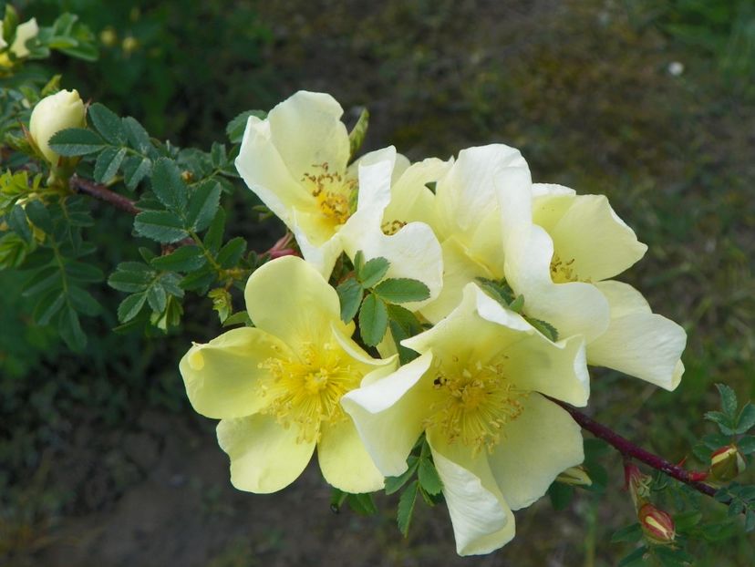 rosa hugonis - Trandafiri 2019 1