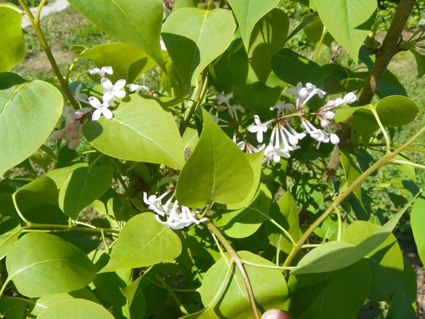 syringa California Rose - Dobarland 2019 2