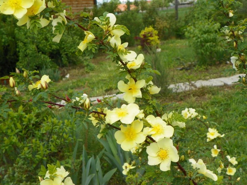 rosa hugonis - Trandafiri 2019 1