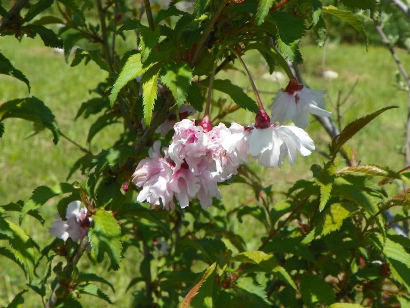 prunus incisa Mikinori - Dobarland 2019 2