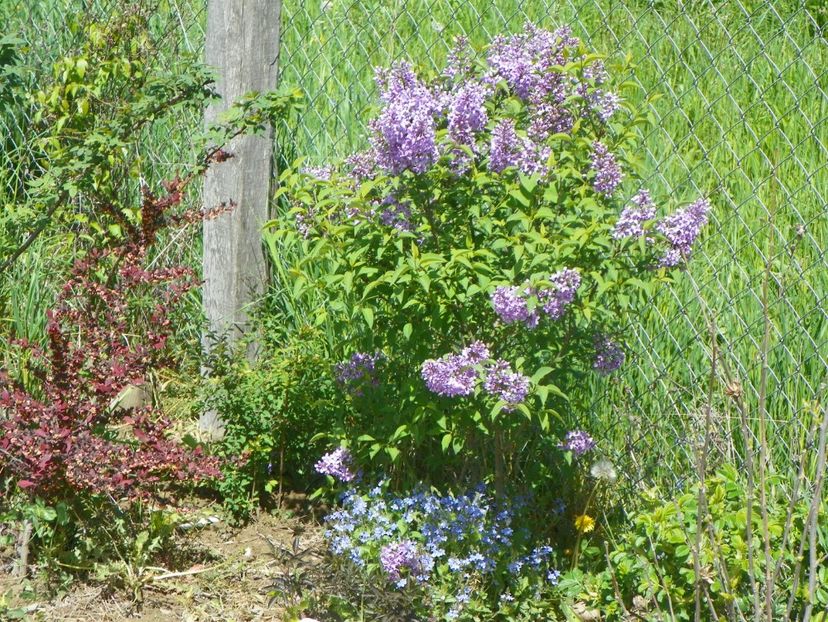 syringa chinensis - Dobarland 2019 2