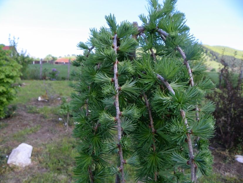 larix decidua pendula - Dobarland 2019 2