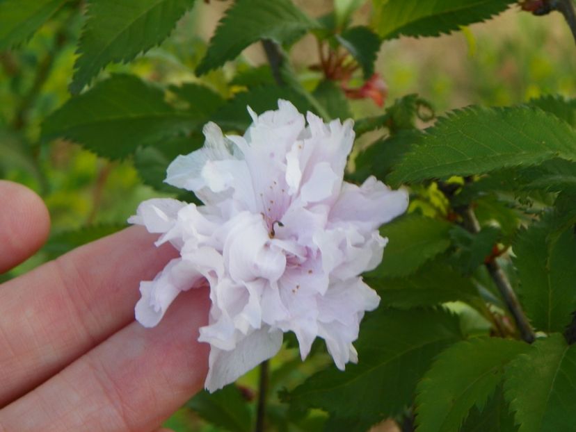 prunus incisa Mikinori - Dobarland 2019 2