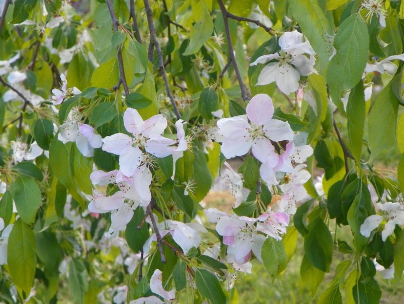 malus Sun Rival - Dobarland 2019 2