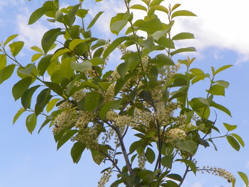 prunus virginiana Schubert - Dobarland 2019 2