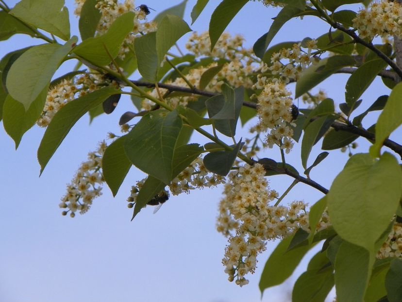 prunus virginiana Schubert - Dobarland 2019 2
