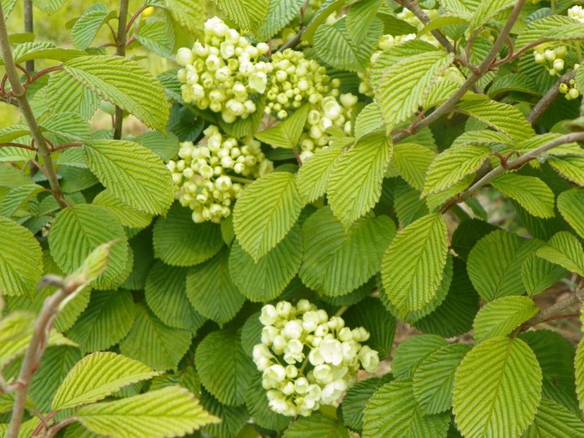viburnum plic. Popcorn - Dobarland 2019 2