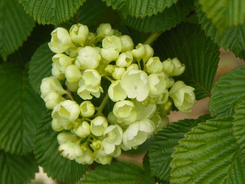 viburnum plic. Popcorn - Dobarland 2019 2