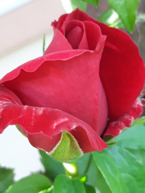  - Gradina mea 2019