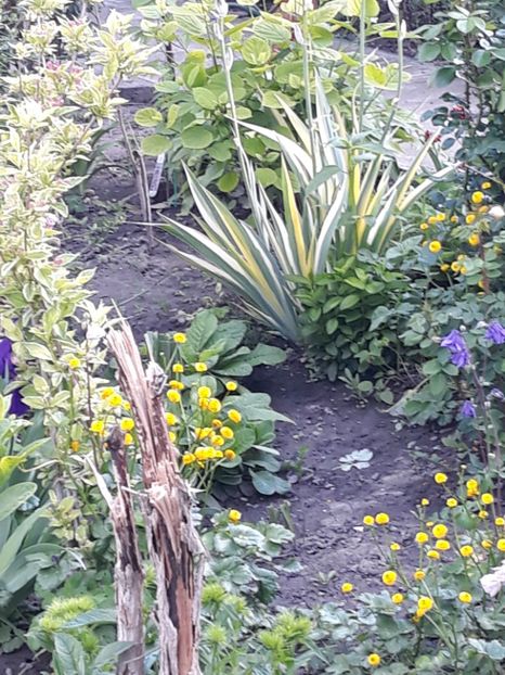 - Gradina mea 2019