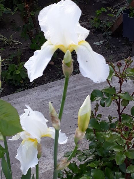  - Gradina mea 2019