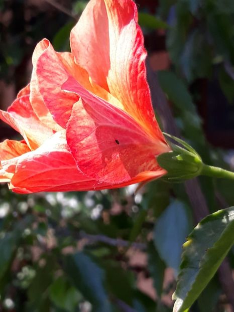  - Gradina mea 2019