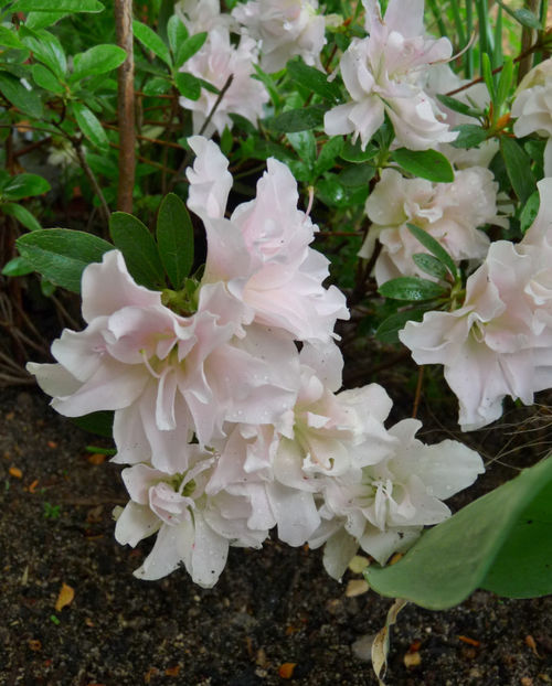  - Azalee si Rhododendroni