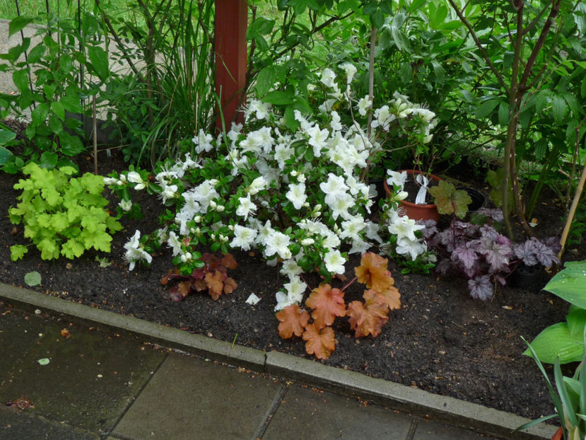  - Azalee si Rhododendroni