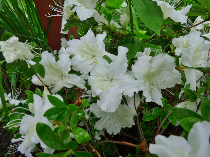  - Azalee si Rhododendroni